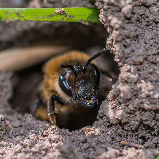 themenwelt biene kachel sandbiene 540x540